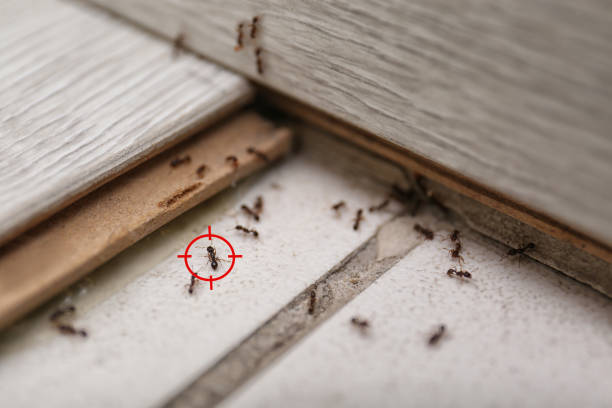 Best Emergency Pest Control  in Delphos, OH