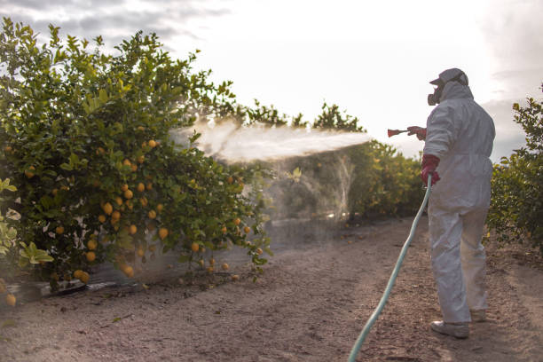 Best Wasp Removal Services  in Delphos, OH