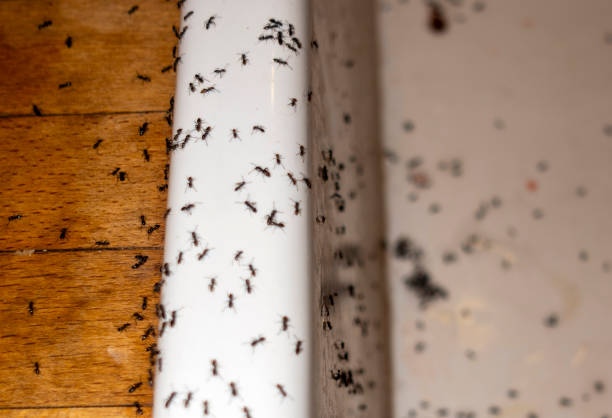 Best Affordable Pest Control Services  in Delphos, OH