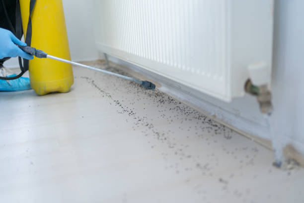Best Rat Extermination Near Me  in Delphos, OH